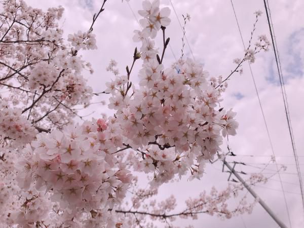 ’19長井市内の桜開花情報（4月19日)