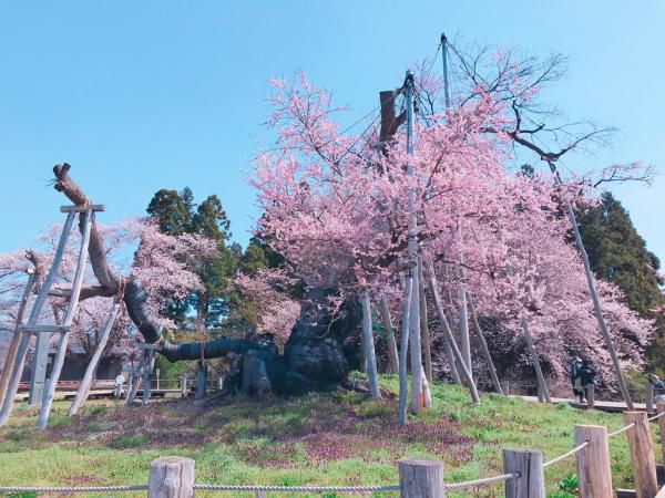 ’19長井市内の桜開花情報（4月22日)