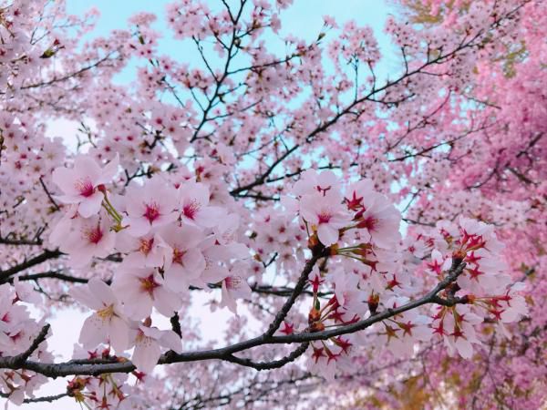 ’19長井市内の桜開花情報（4月24日)