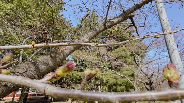 ’21 長井市内の桜開花情報（4月1日)