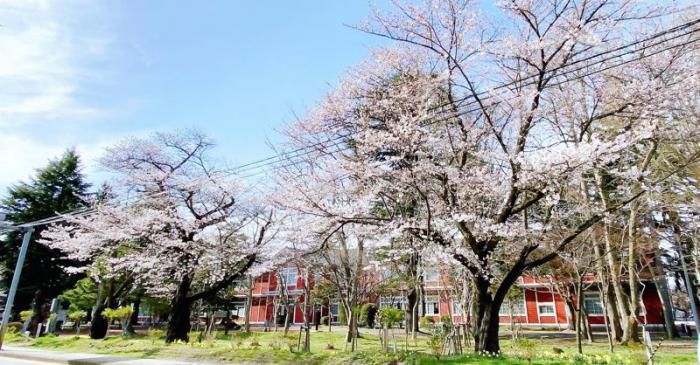’21 長井市内の桜開花情報（4月6日)