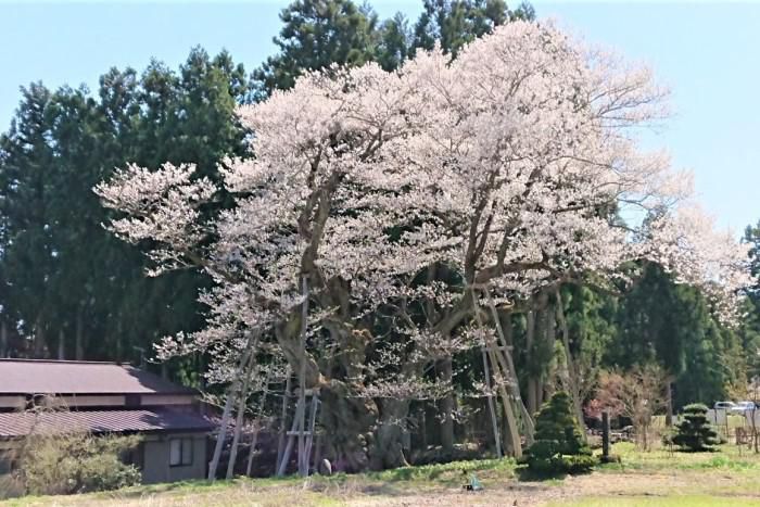 ’21 長井市内の桜開花情報（4月16日)