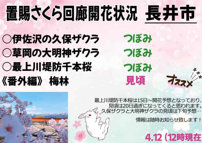 ’22 長井市内の桜開花情報（4月12日)