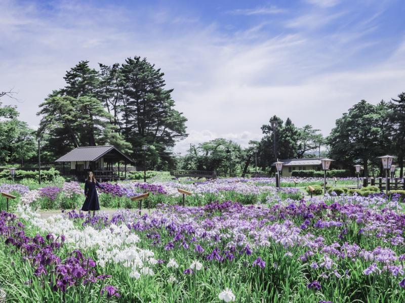 満開の長井のあやめ公園