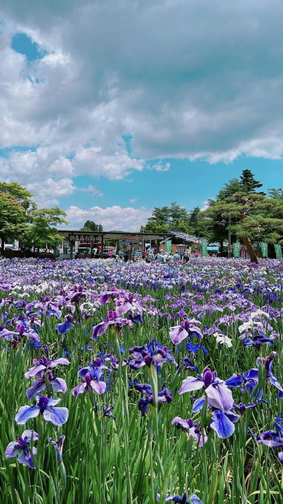 '24 あやめ開花情報(6月18日)