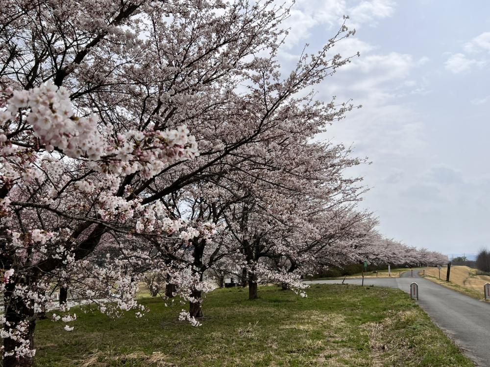 ’25 長井市内の桜開花情報（4月18日)