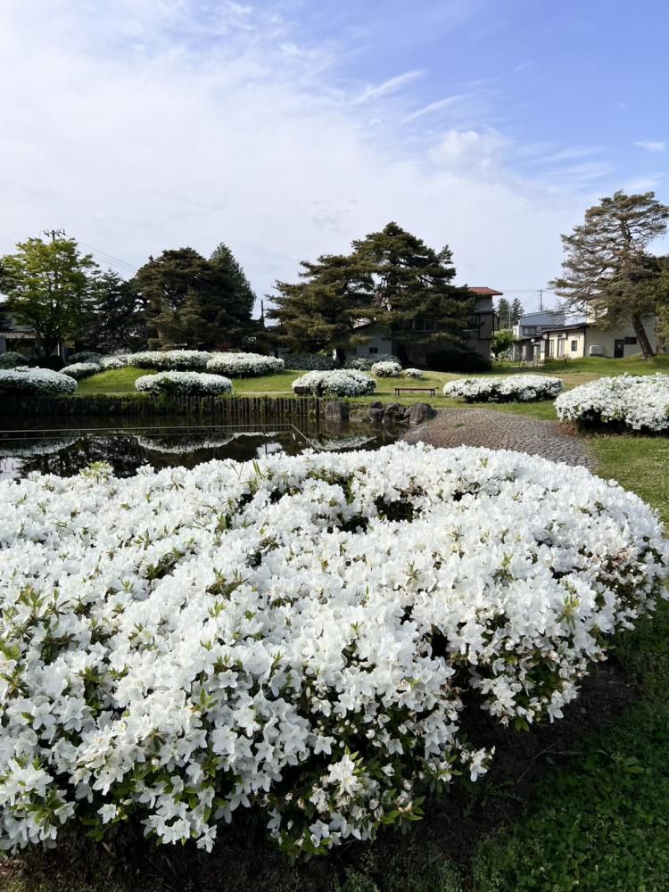 '25 白つつじ 開花情報(5月19日)