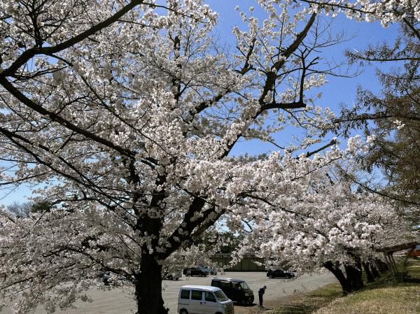 ’23 長井市内の桜開花情報（4月10日)