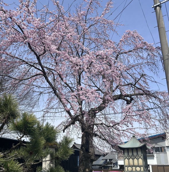 24 長井市内の桜開花情報（4月9日)