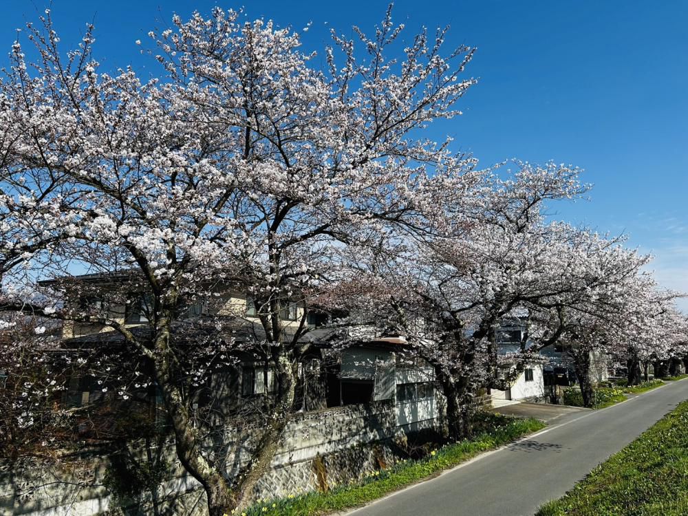 ’24 長井市内の桜開花情報（4月12日)