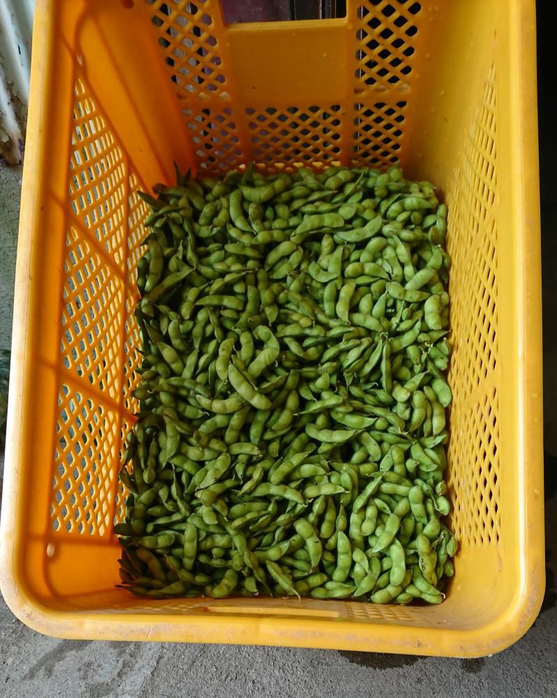 今年も　茶豆の収穫がはじまりました