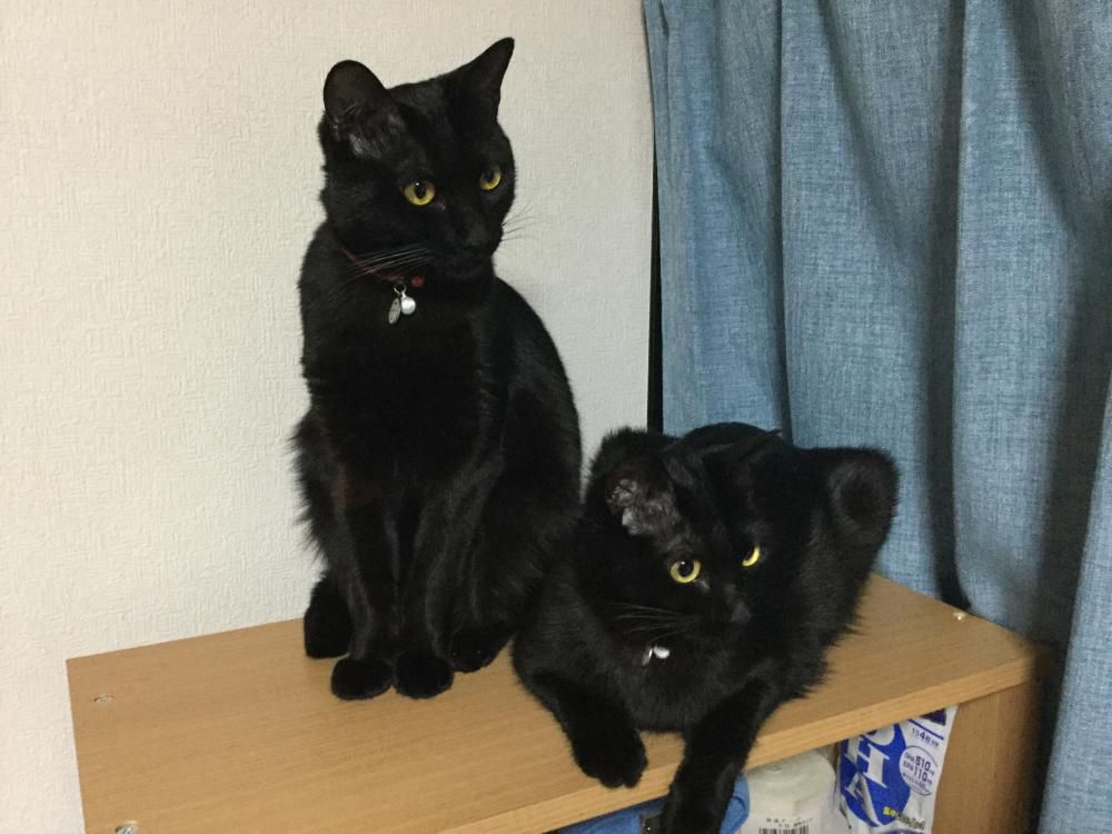おすまし黒猫姉妹