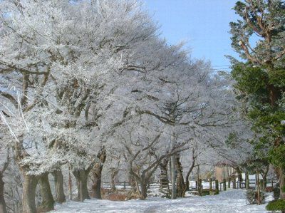 霧氷