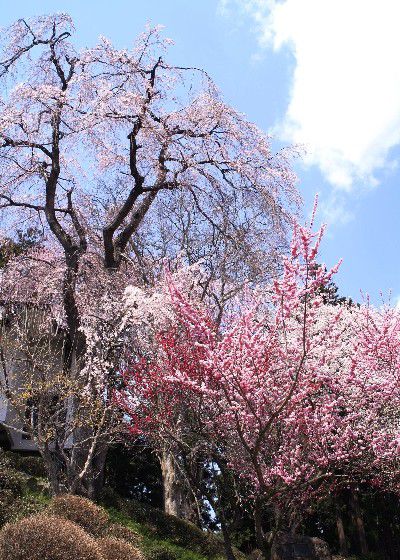 烏帽子山公園の桜の開花見込み