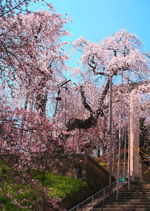 烏帽子山公園の桜について