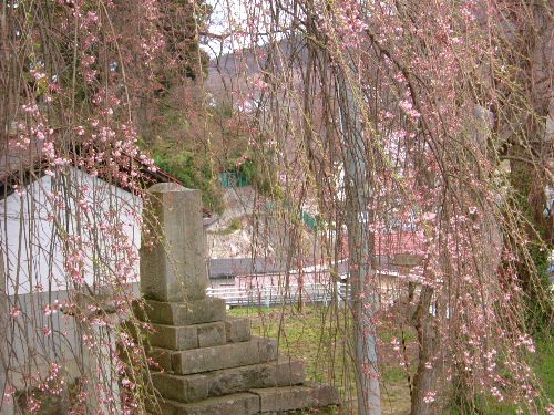 烏帽子山の桜状況（4/14その２）