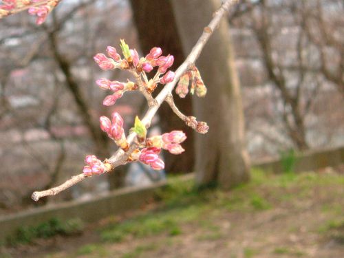 烏帽子山の桜状況（4/15その1）