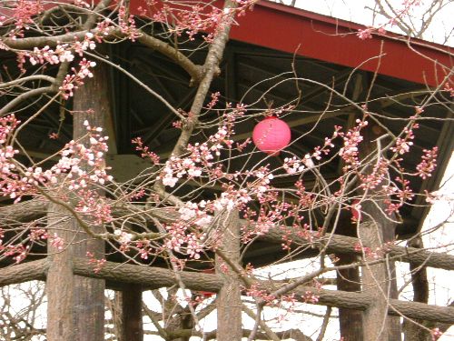 烏帽子山の桜状況(4月17日その１)