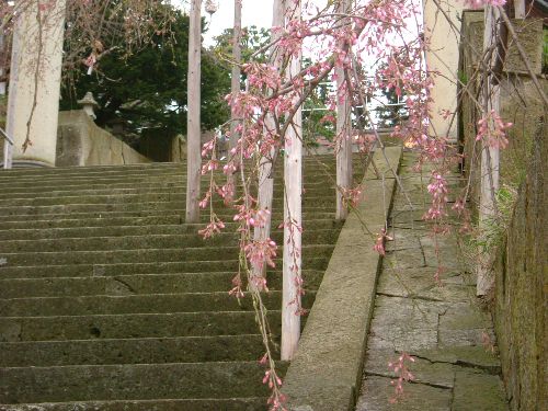 烏帽子山の桜状況（4月18日その１）