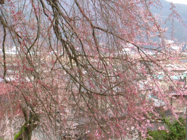 烏帽子山の桜状況（4月18日その2）