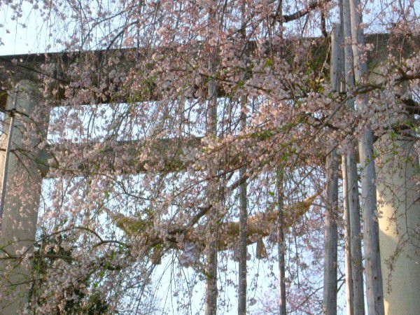 烏帽子山の桜状況（4月20日その1）