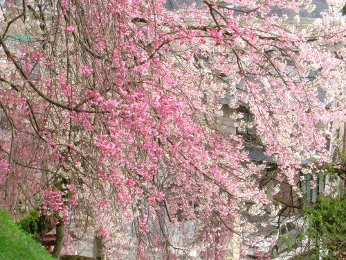 烏帽子山の桜状況（4月23日その1）
