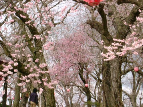 烏帽子山の桜状況（4月23日その2）