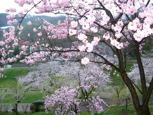烏帽子山の桜状況（4月25日その1）