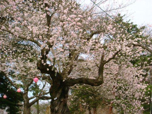 烏帽子山の桜状況（4月26その1）