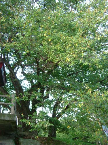 烏帽子山公園の木々の様子