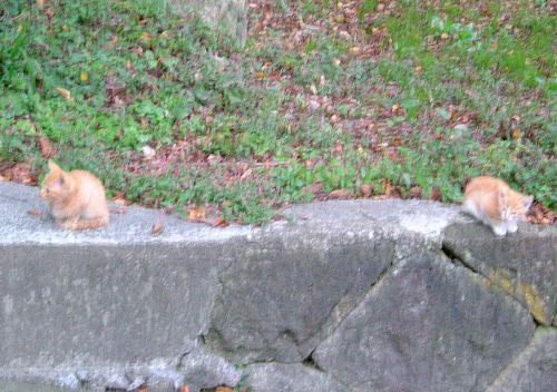 烏帽子山で見つけた猫の赤ちゃん