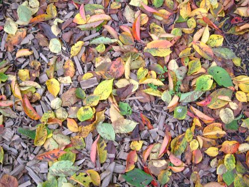 烏帽子山の桜紅葉