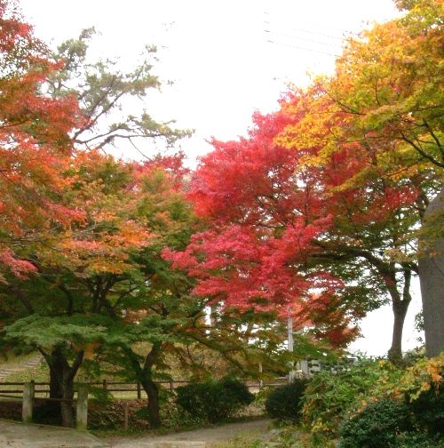 赤、薄紅色、黄色の木の葉が美の競演です♪