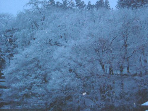 雪の花満開です♪