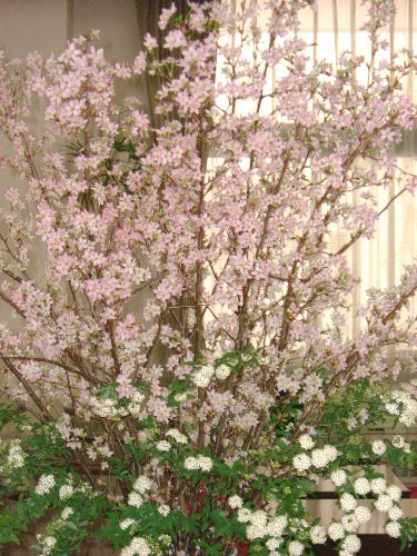 玄関の啓翁桜満開です＾＾