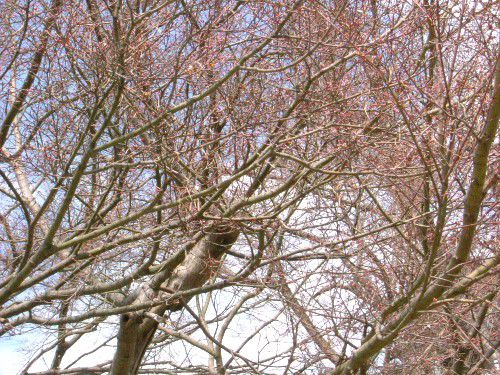 4月2日現在の烏帽子山公園の桜状況