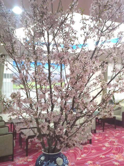 玄関に飾っている桜もうすぐ満開＾＾