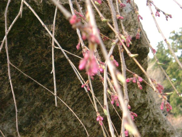4月15日現在の烏帽子山公園の桜状況