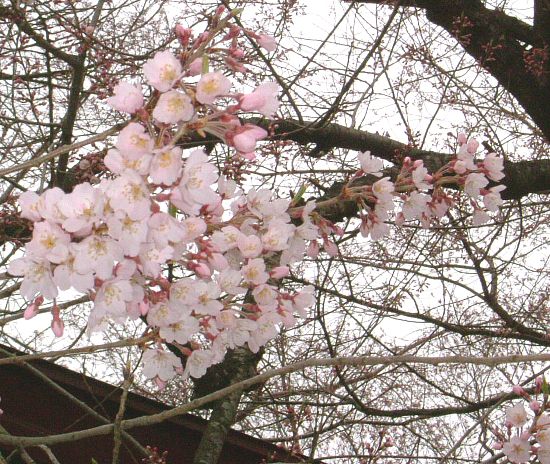 ☆祝☆烏帽子山公園 開花宣言！！4月17日