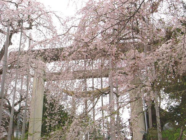 4月19日現在の烏帽子山公園の桜状況その１