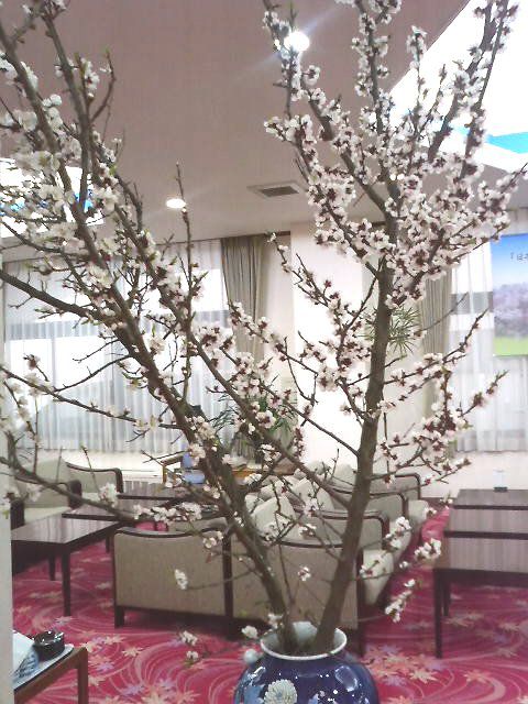 桜の季節に梅が満開!?