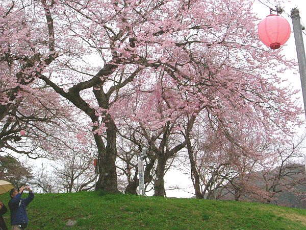 4月19日現在の烏帽子山公園の桜状況その2