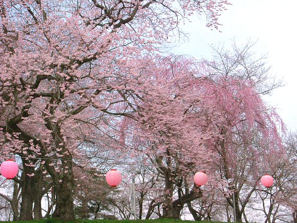 4月20日現在の烏帽子山公園の桜状況その1
