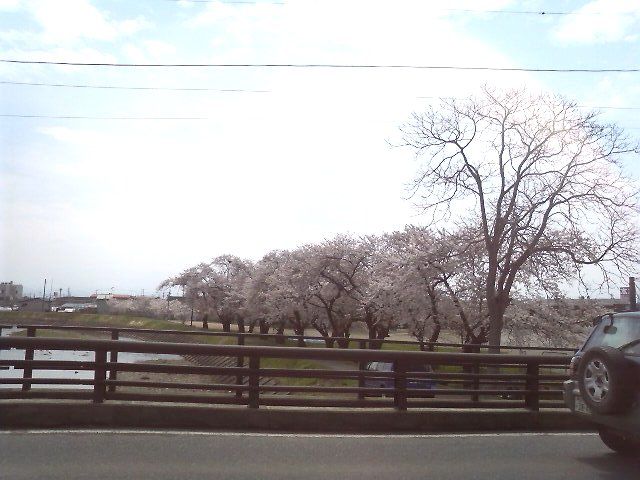 赤湯のその他の桜名所