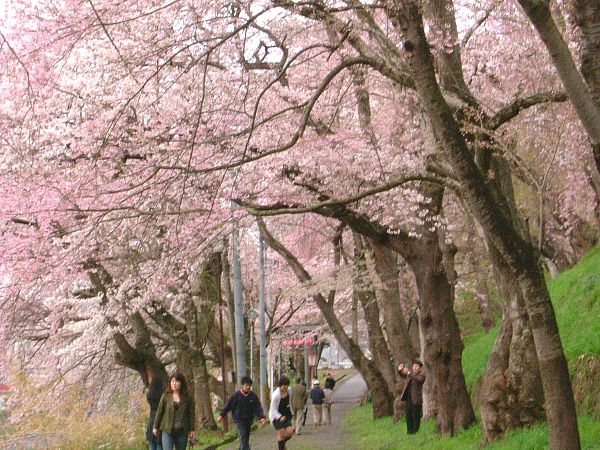 4月20日現在の烏帽子山公園の桜状況 その2