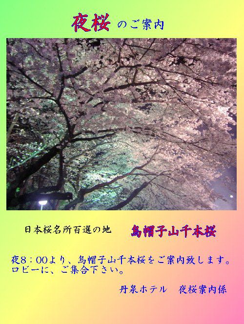 夜桜案内しております＾＾