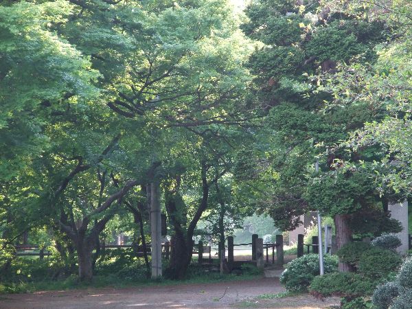 新緑の烏帽子山公園3