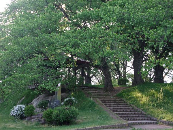 新緑の烏帽子山公園4