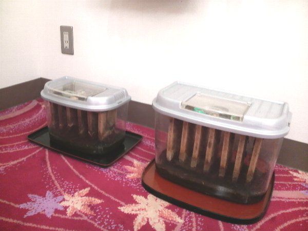 すずむし元気です＾＾