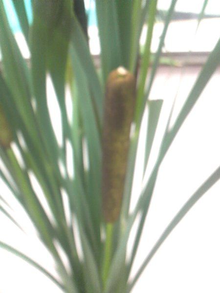 珍しいガマの花